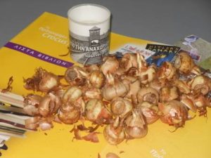 big_crocus_17c[1]