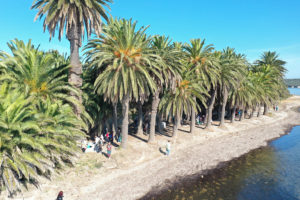 palmtrees_s